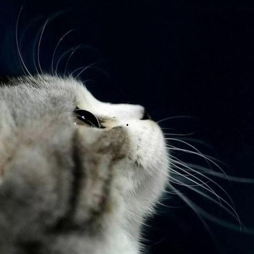 娱乐吃瓜酱猫学鸟走路,酱猫学鸟走路，揭秘动物界的趣味模仿