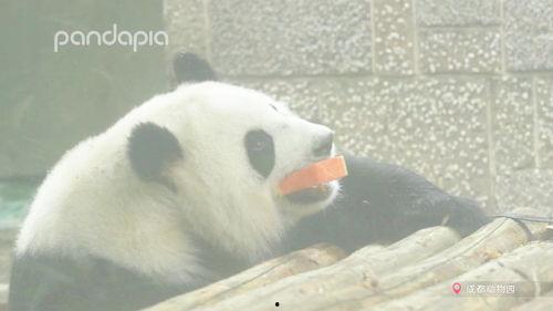娱乐吃瓜熊猫,娱乐界新宠儿