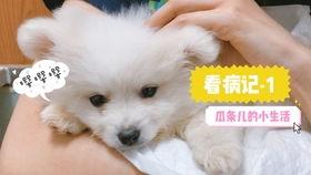 娱乐吃瓜君小奶狗